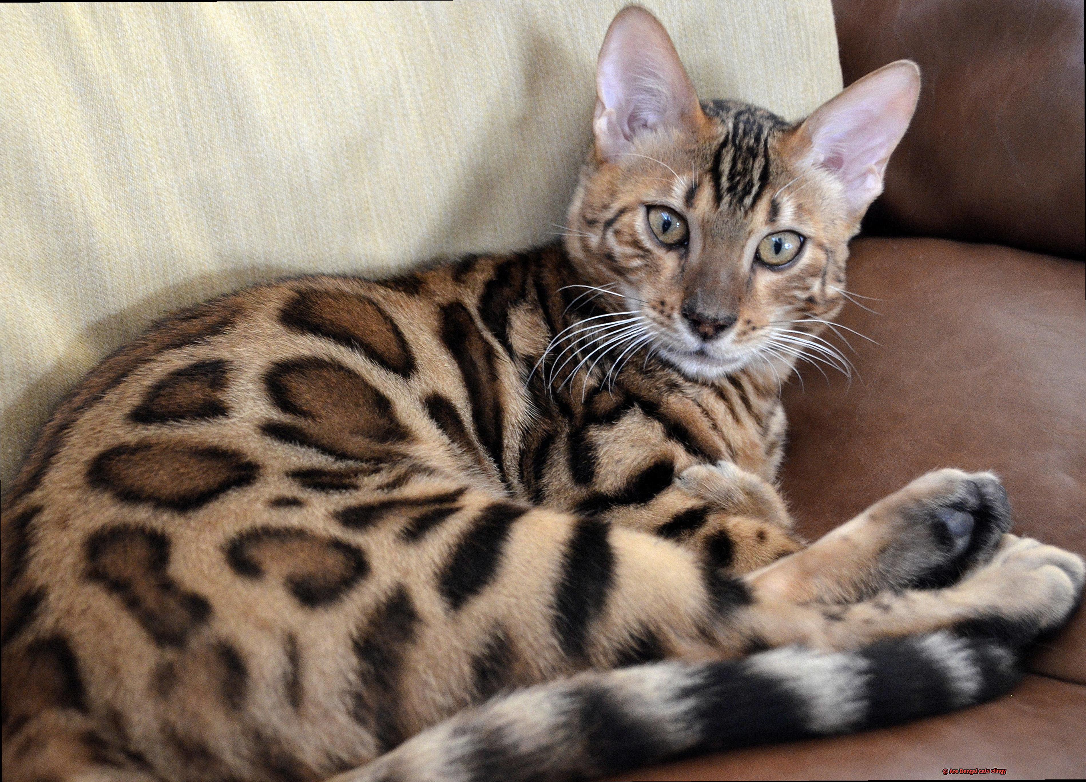 Are Bengal cats clingy-5