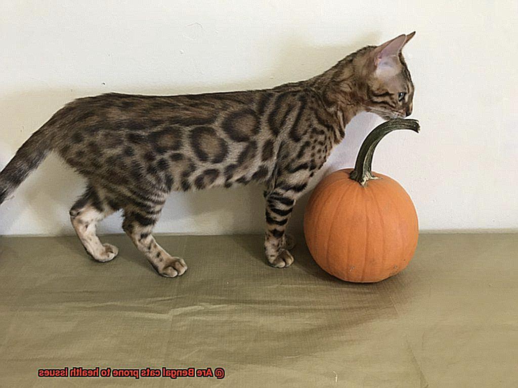 Are Bengal cats prone to health issues-7