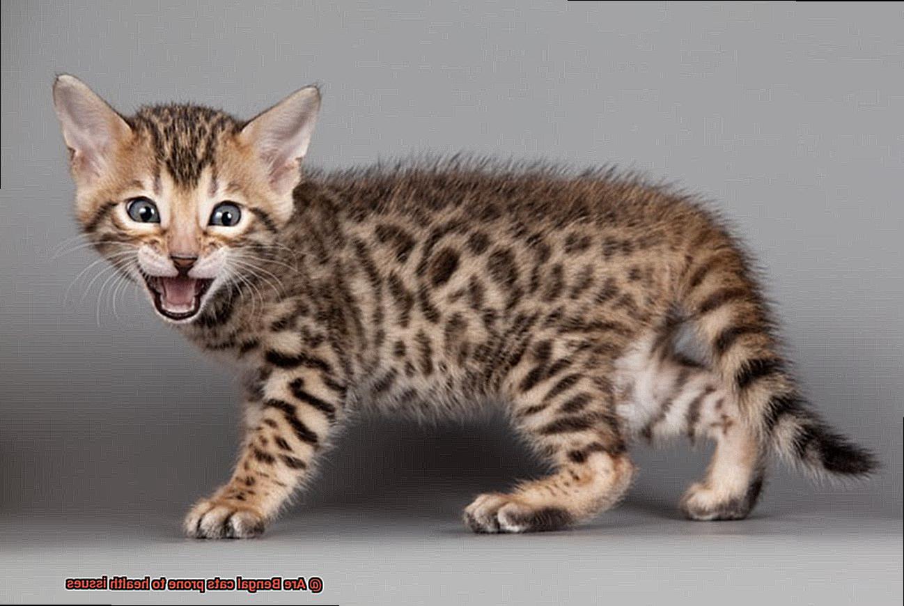 Are Bengal cats prone to health issues-4