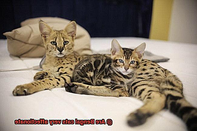 Are Bengal cats very affectionate-2