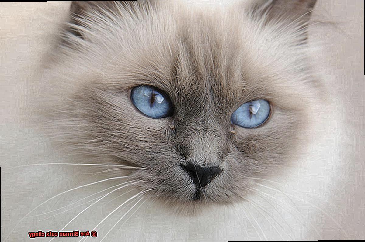 Are Birman cats clingy-3