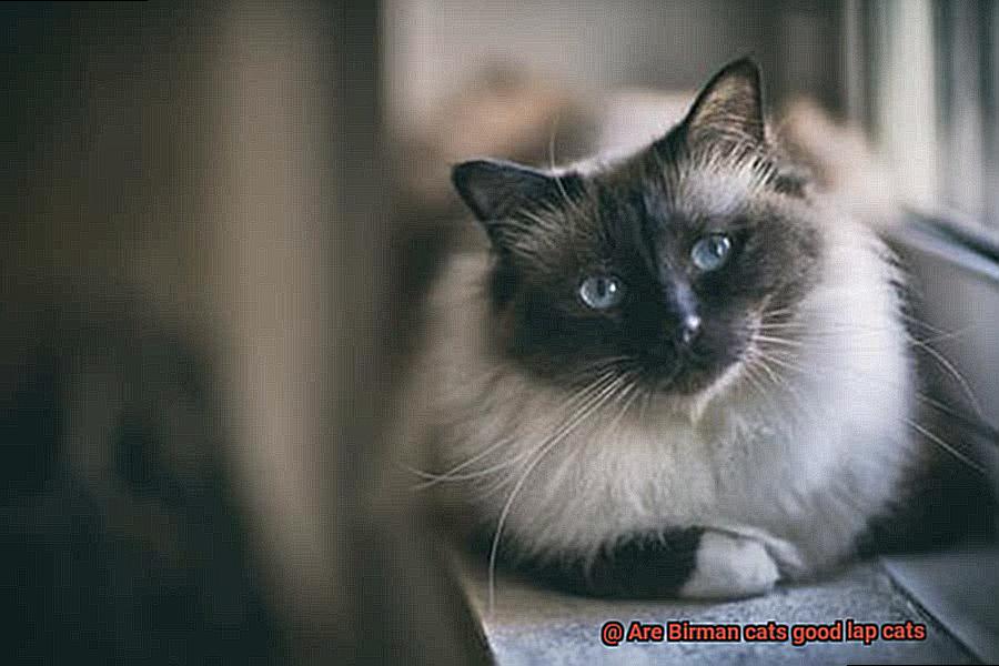 Are Birman cats good lap cats-2