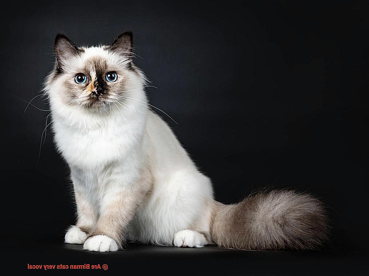 Are Birman cats very vocal-2