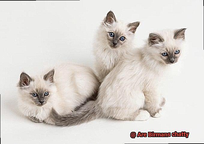 Are Birmans chatty-2