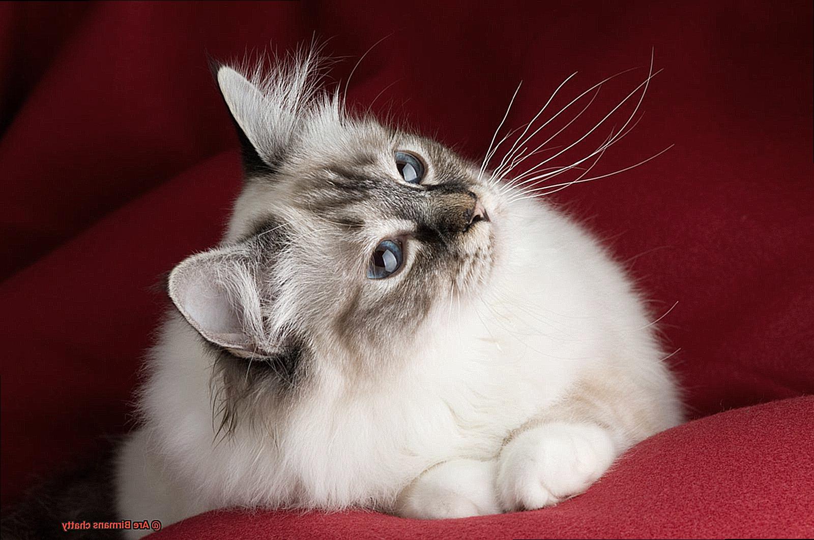 Are Birmans chatty-3