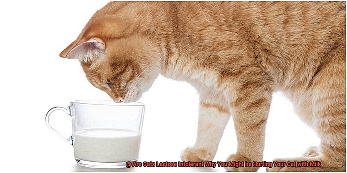 Are Cats Lactose Intolerant Why You Might be Hurting Your Cat with Milk-2