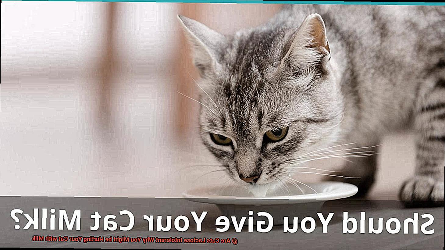 Are Cats Lactose Intolerant Why You Might be Hurting Your Cat with Milk-4