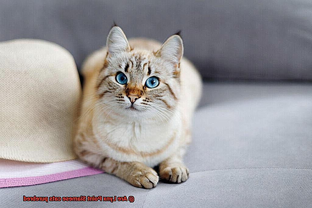 Are Lynx Point Siamese cats purebred-2