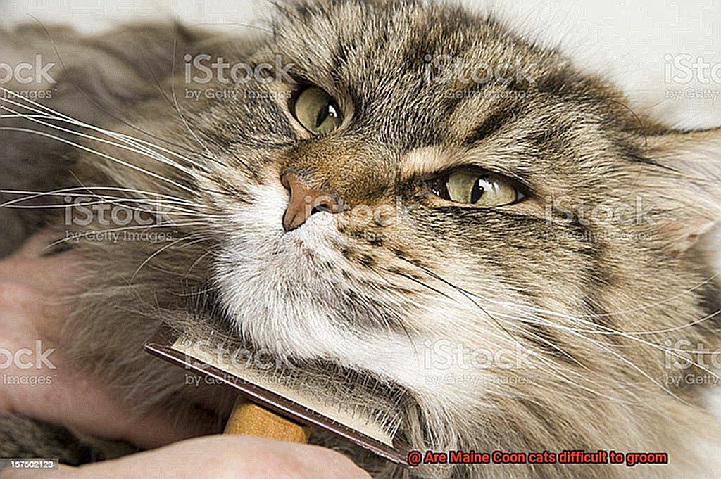 Are Maine Coon cats difficult to groom-7