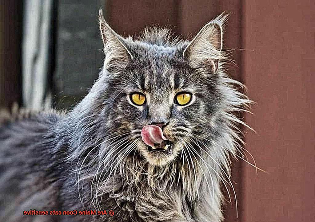 Are Maine Coon cats sensitive-2