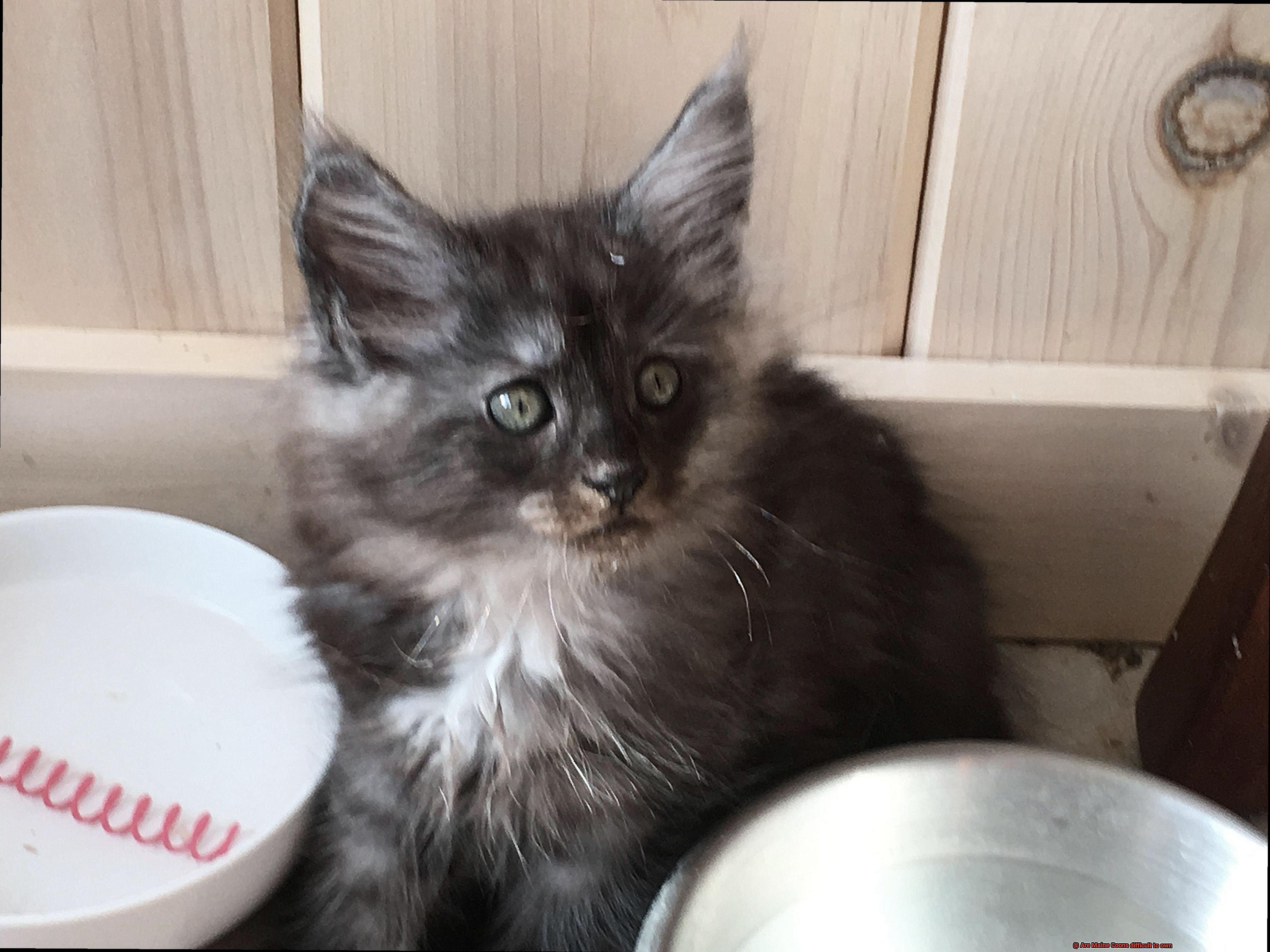Are Maine Coons difficult to own-3