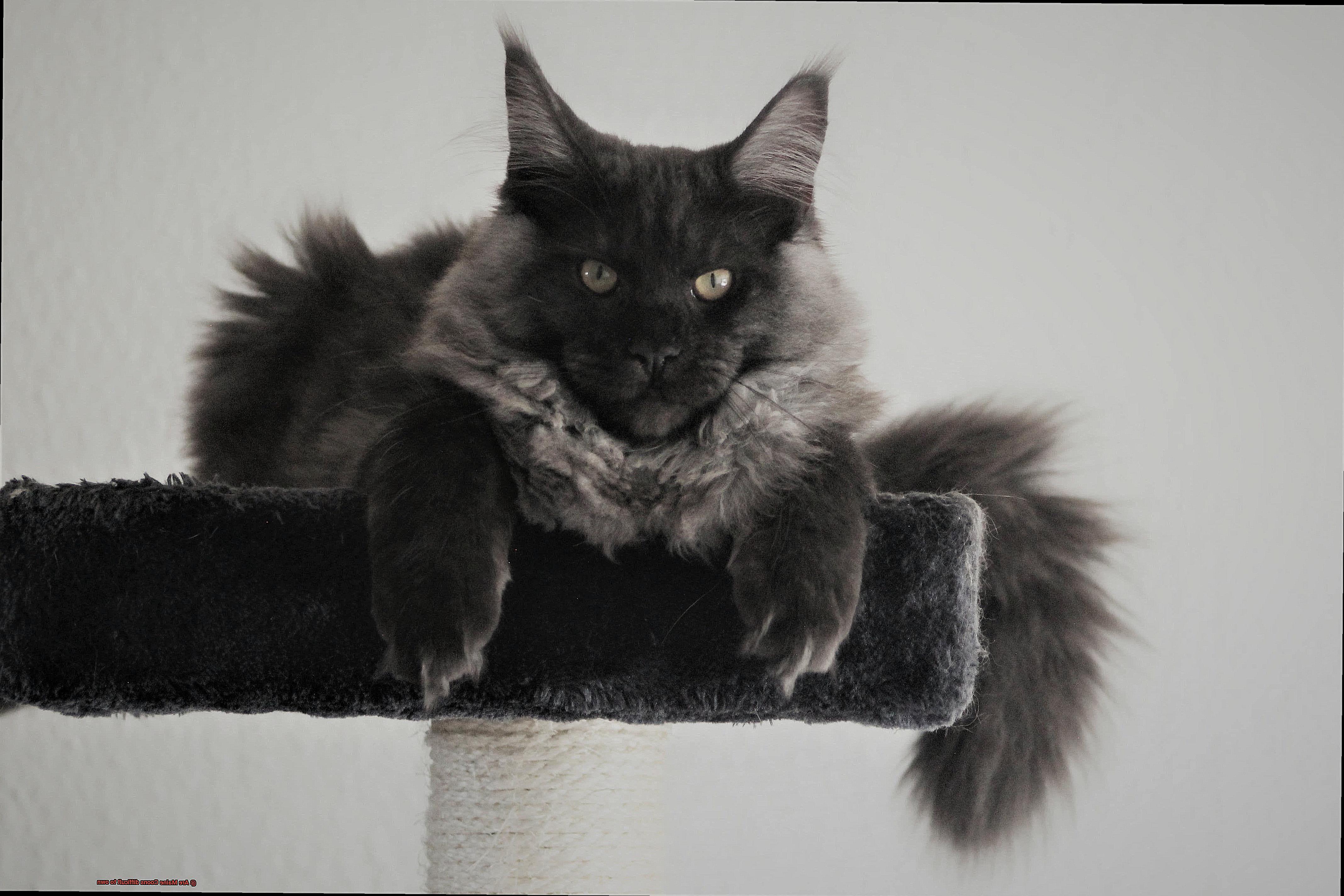 Are Maine Coons difficult to own-6