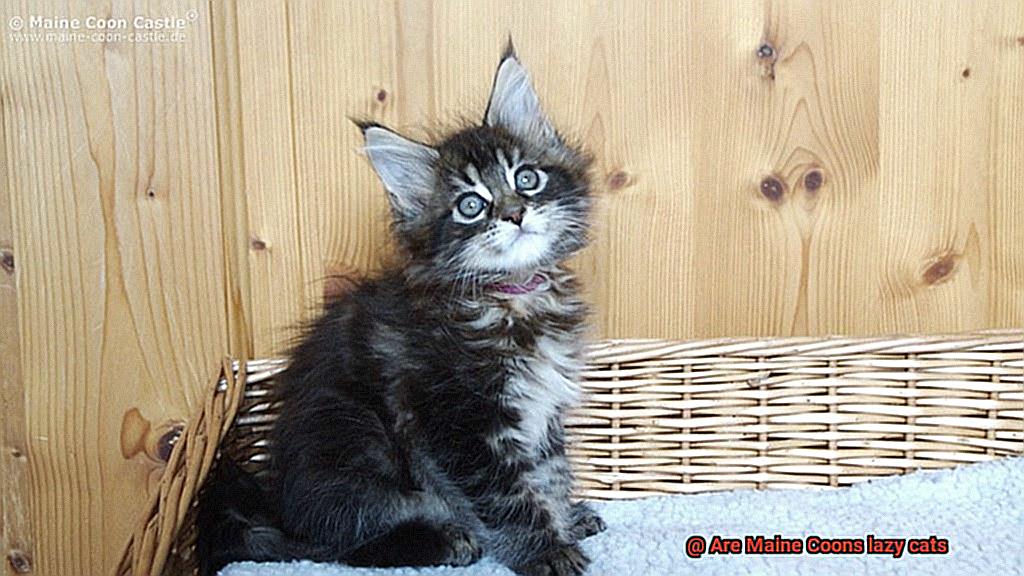 Are Maine Coons lazy cats-4