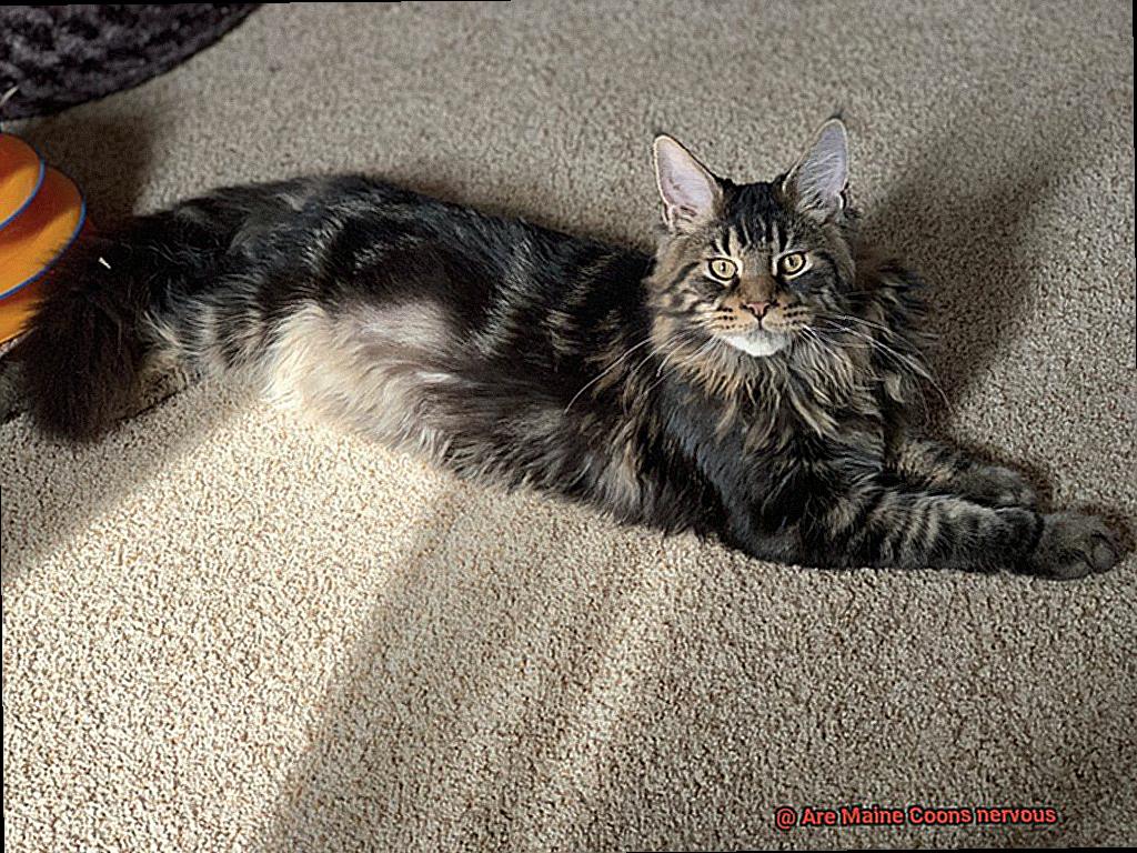 Are Maine Coons nervous-2