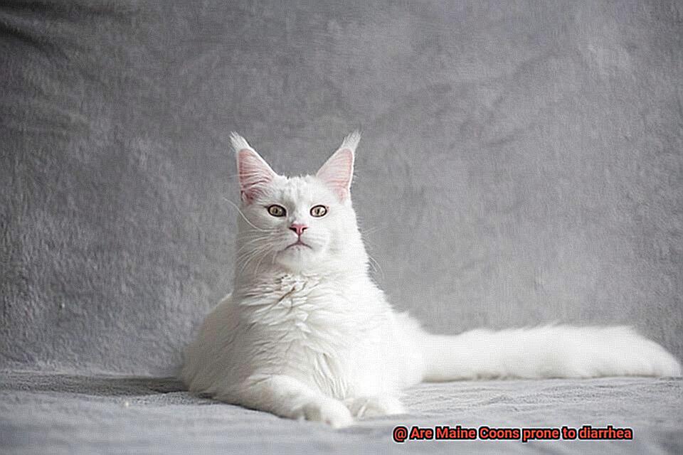 Are Maine Coons prone to diarrhea-3