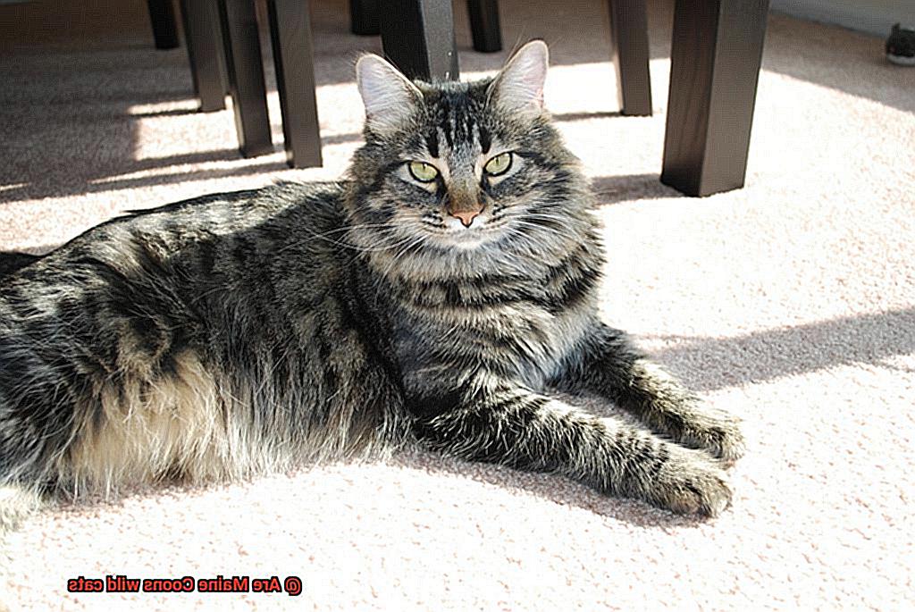 Are Maine Coons wild cats-6