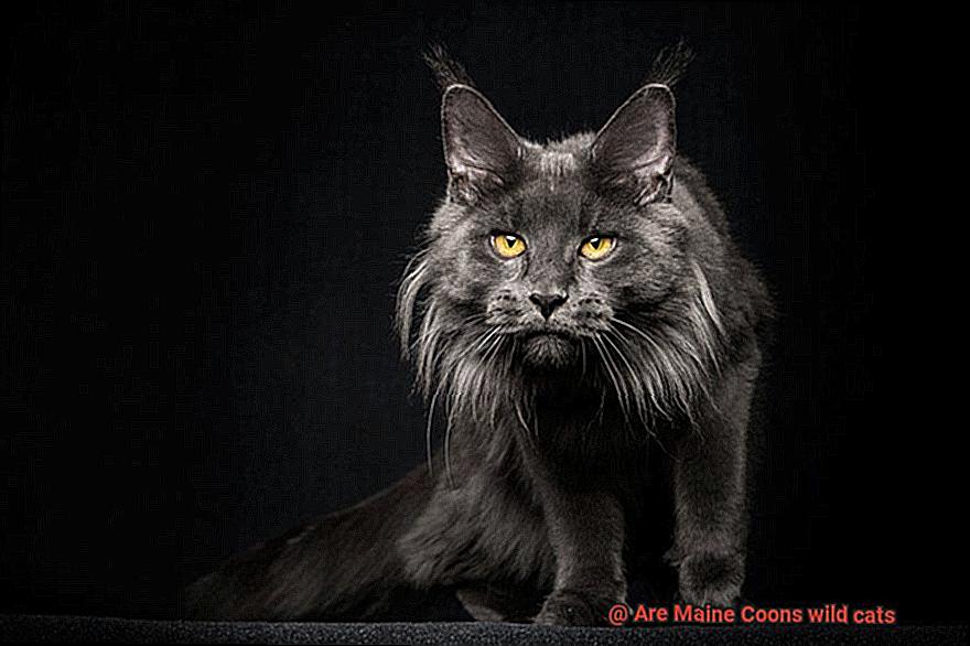 Are Maine Coons wild cats-4
