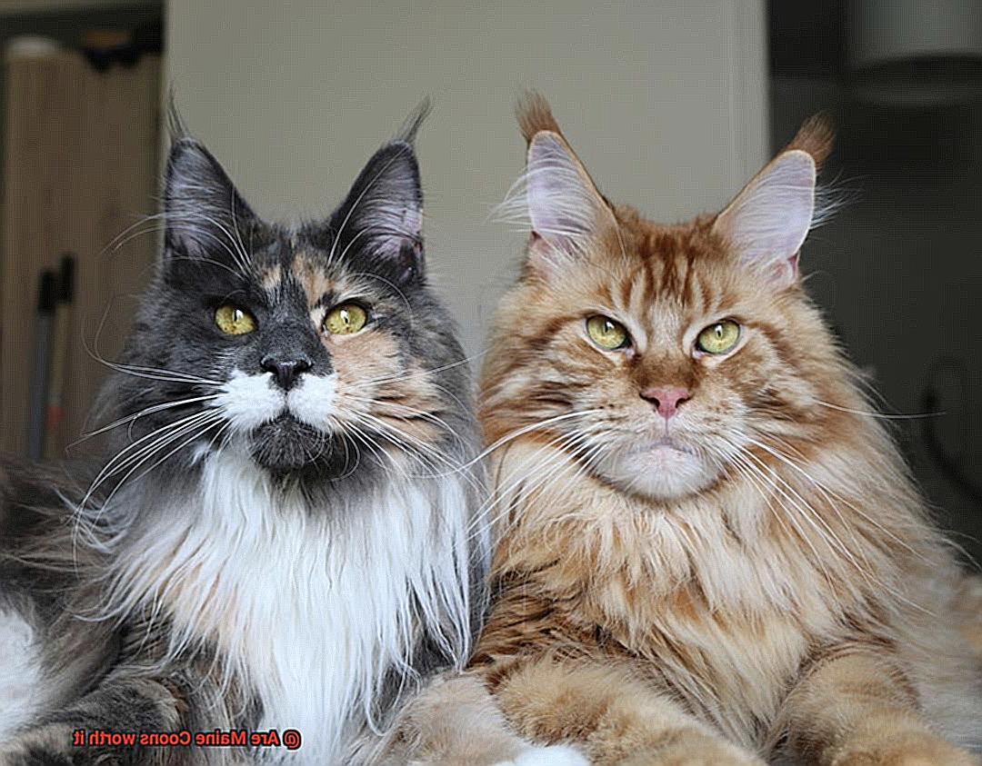 Are Maine Coons worth it-3