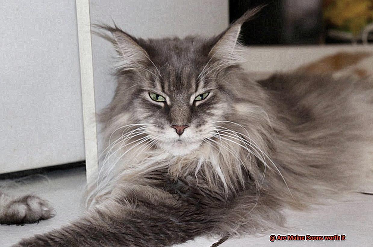 Are Maine Coons worth it-2