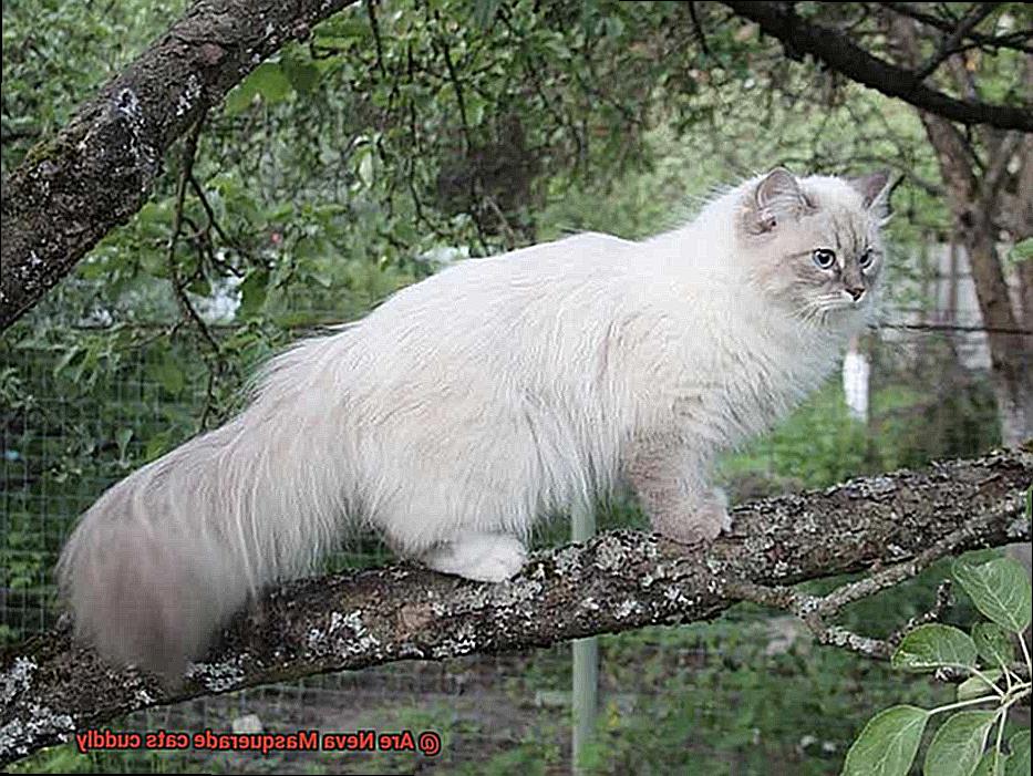 Are Neva Masquerade cats cuddly-6