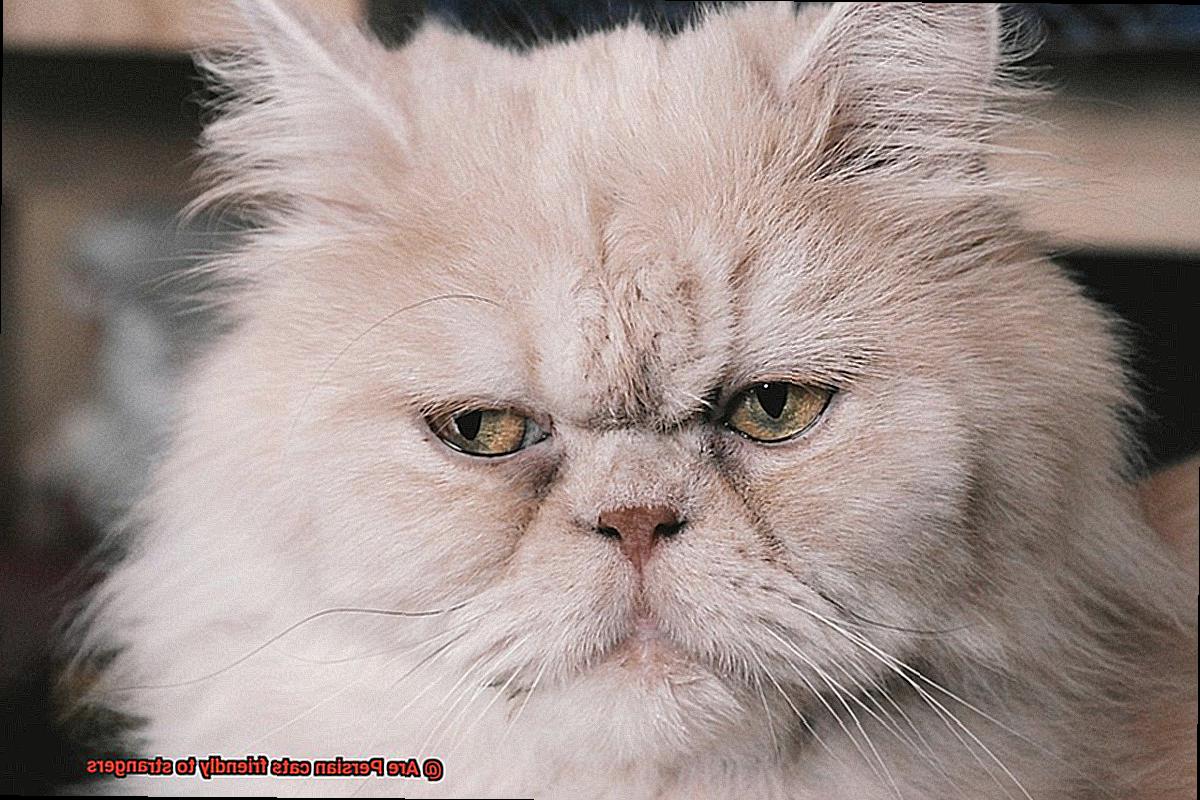 Are Persian cats friendly to strangers-3