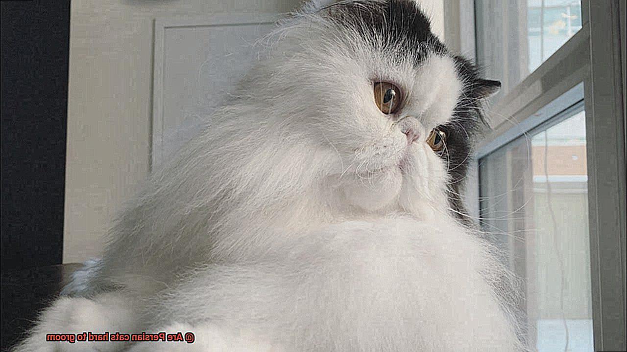 Are Persian cats hard to groom-3