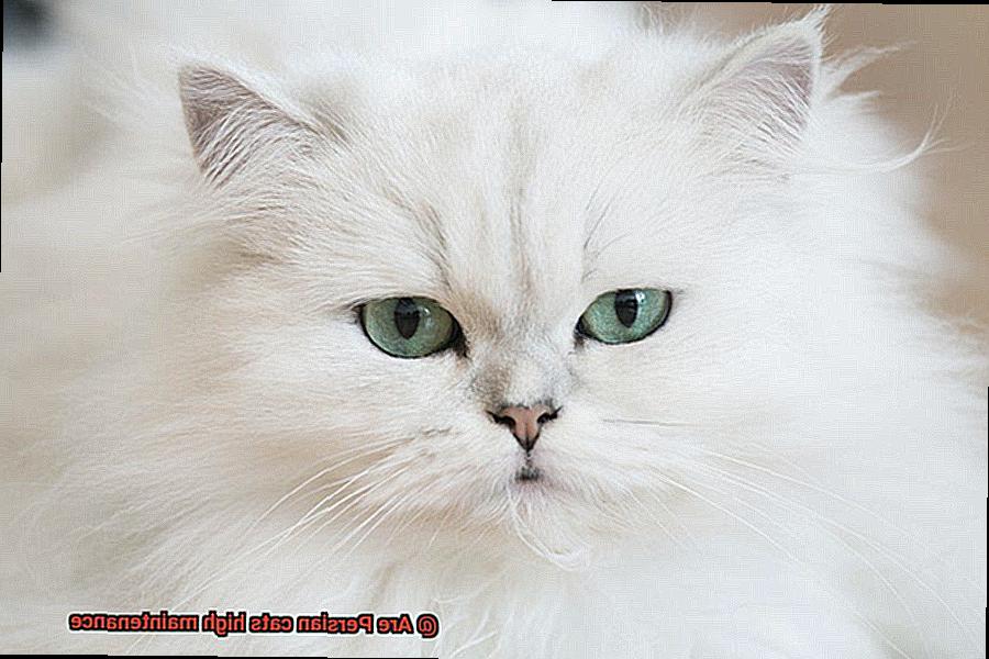 Are Persian cats high maintenance-2
