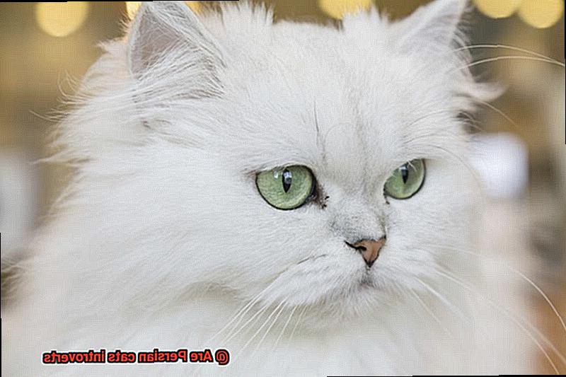 Are Persian cats introverts-6