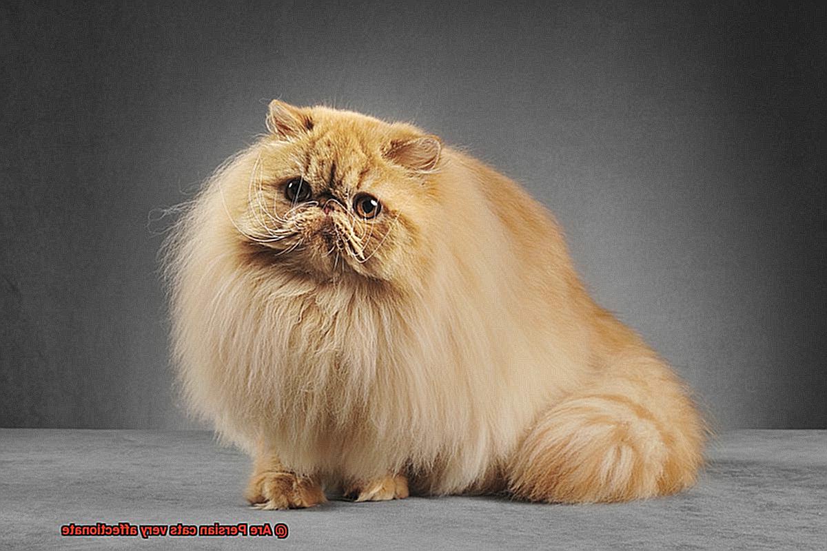 Are Persian cats very affectionate-6