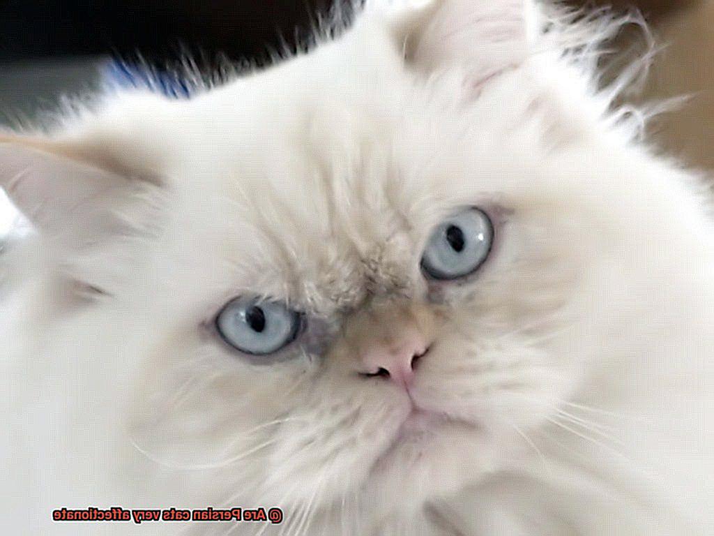 Are Persian cats very affectionate-4