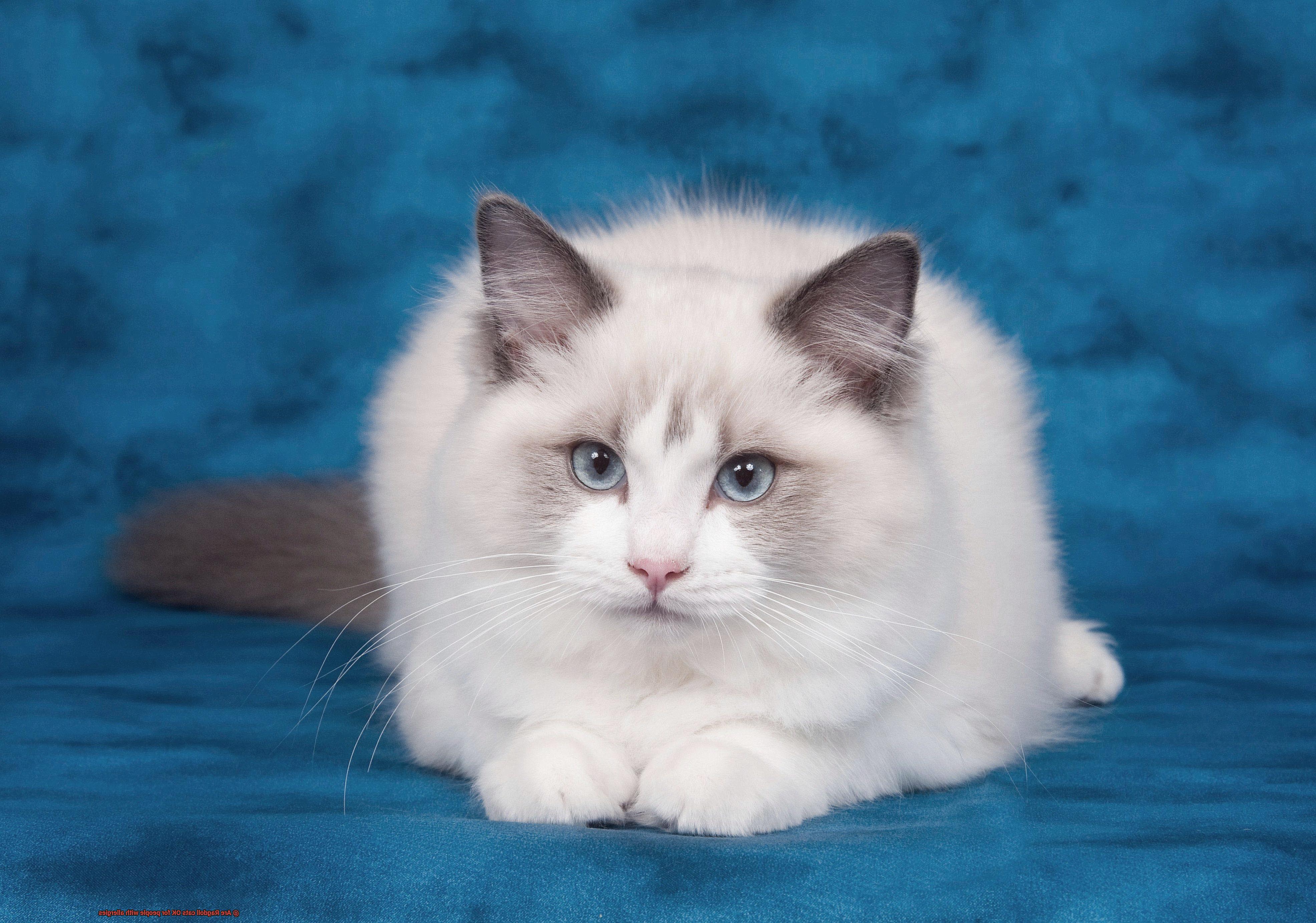 Are Ragdoll cats OK for people with allergies-4