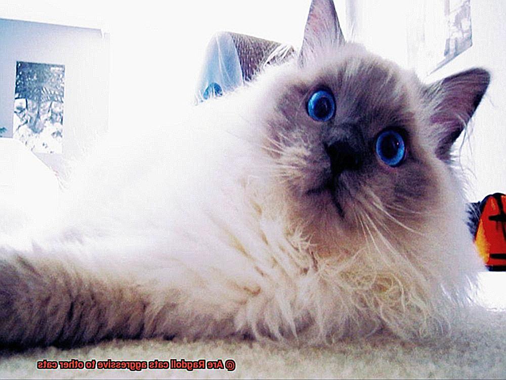 Are Ragdoll cats aggressive to other cats-2