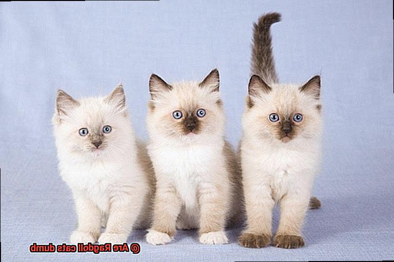 Are Ragdoll cats dumb-3