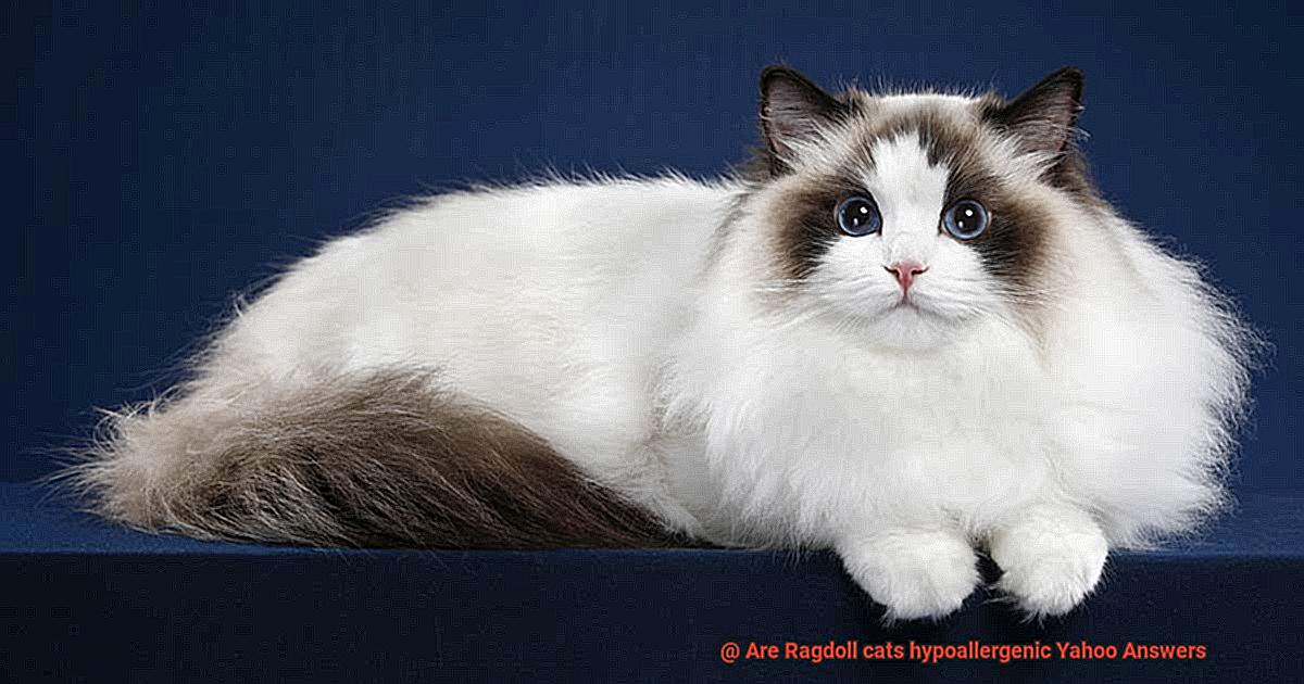 Are Ragdoll cats hypoallergenic Yahoo Answers-3