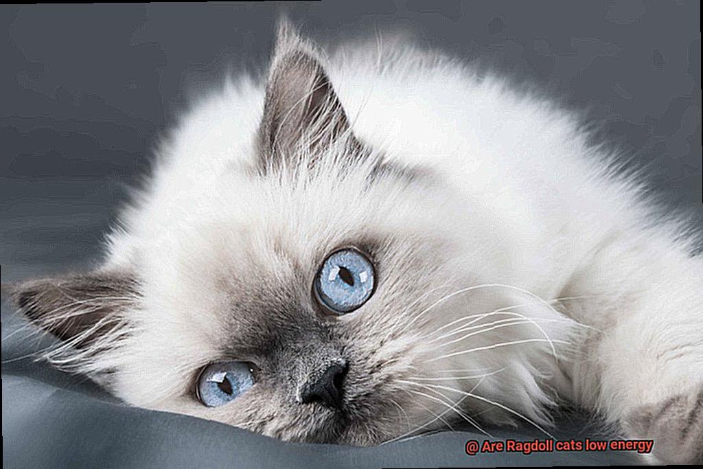 Are Ragdoll cats low energy-3