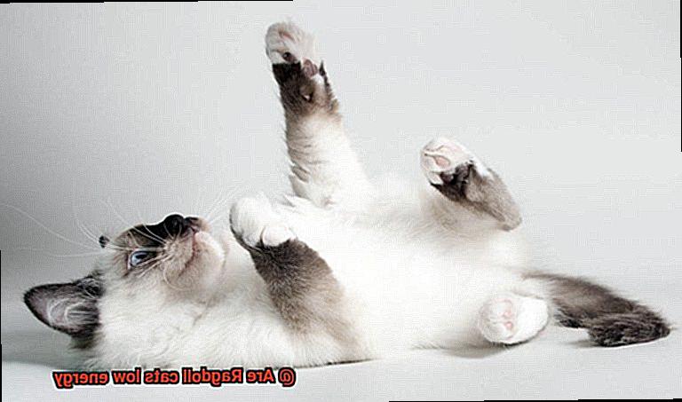 Are Ragdoll cats low energy-2