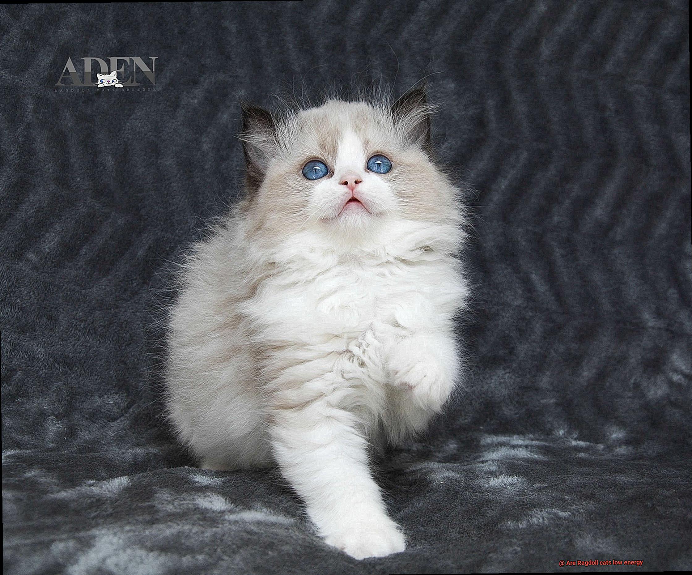 Are Ragdoll cats low energy-4