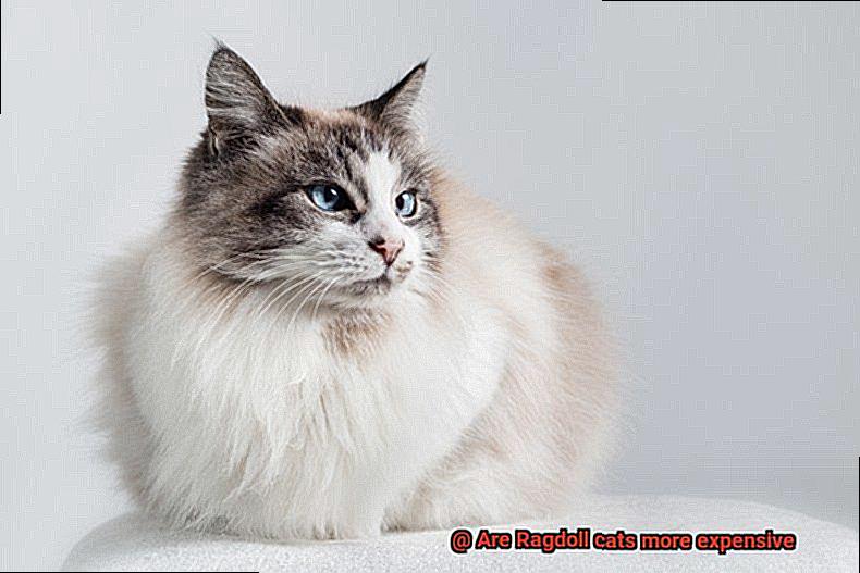 Are Ragdoll cats more expensive-2