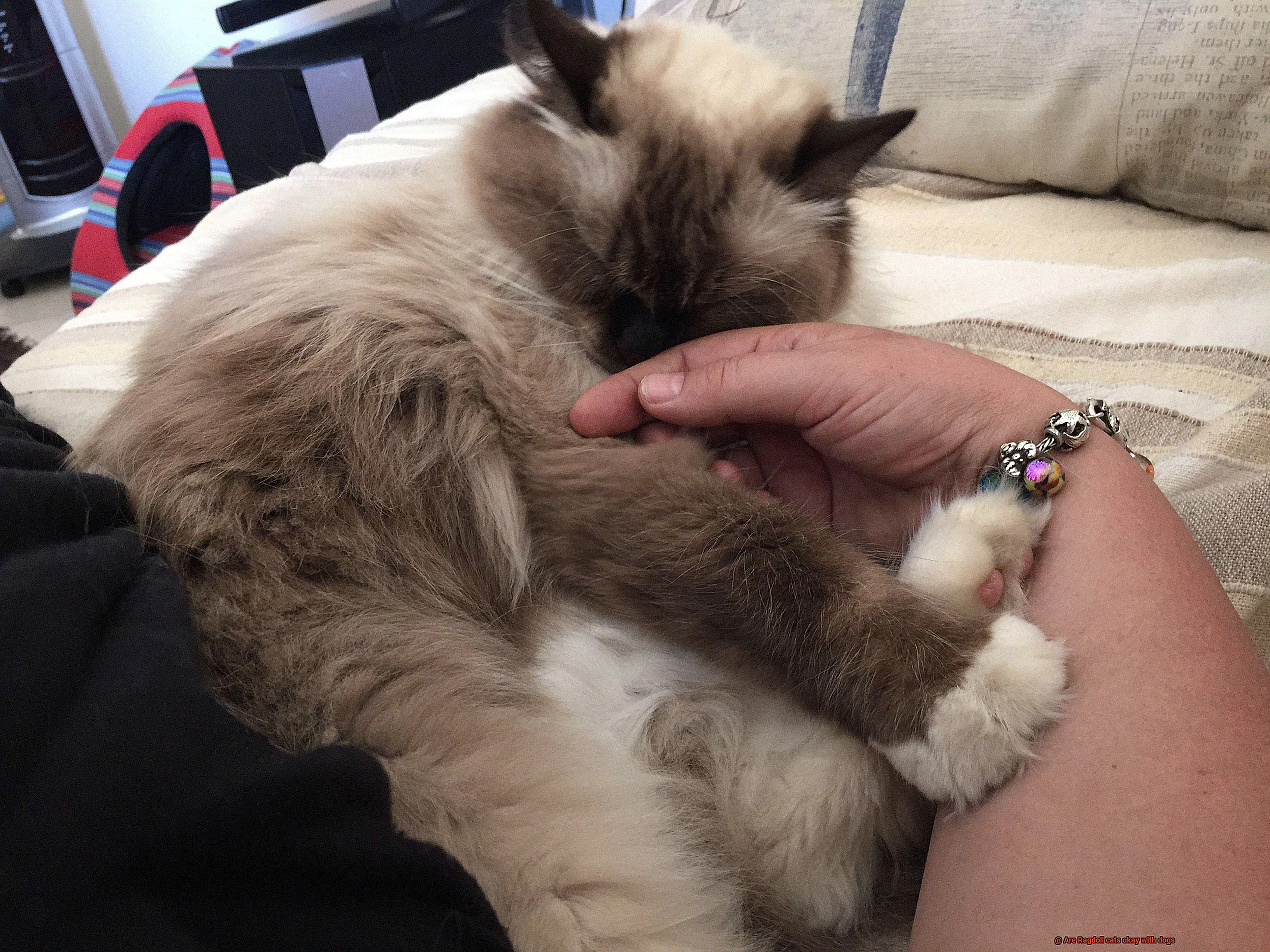Are Ragdoll cats okay with dogs-8