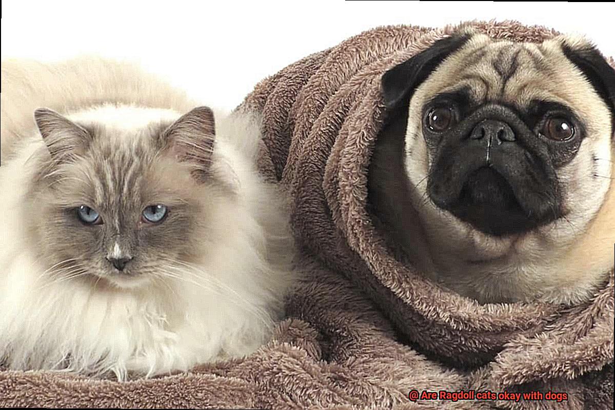 Are Ragdoll cats okay with dogs-5