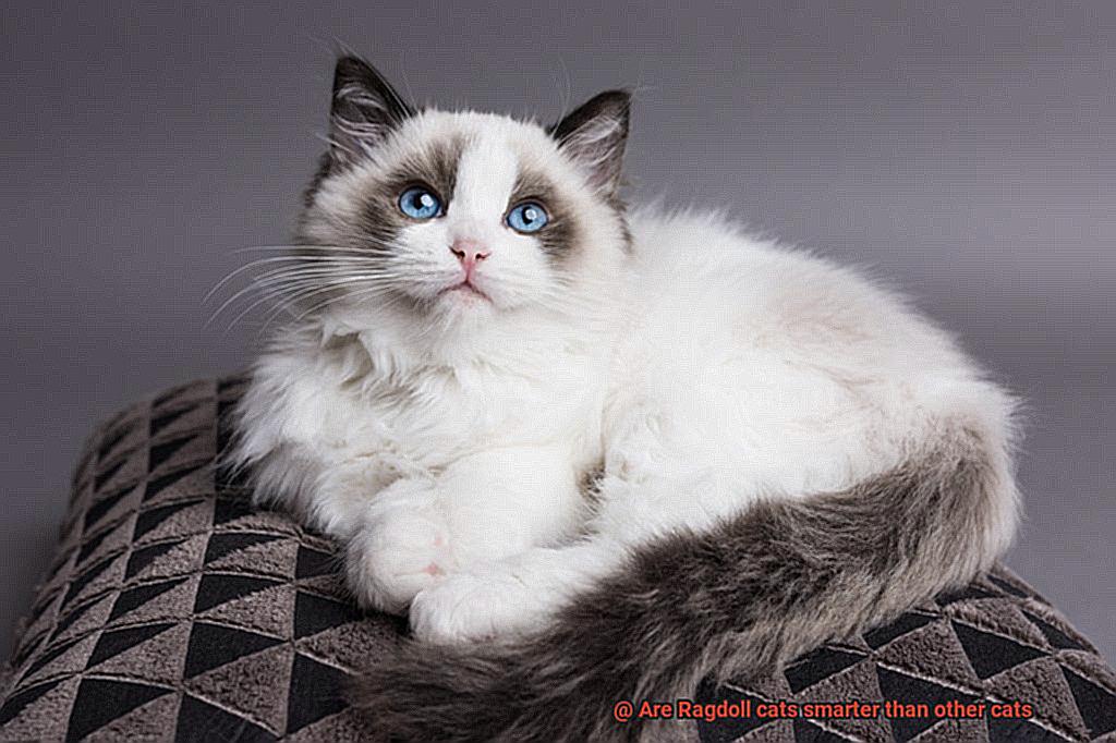 Are Ragdoll cats smarter than other cats-3