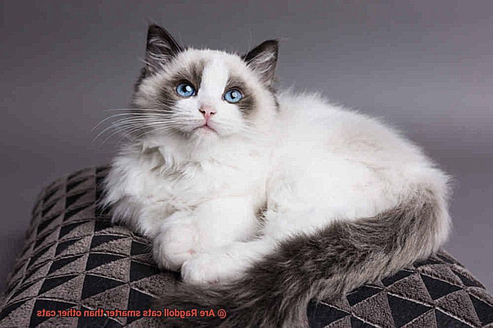 Are Ragdoll cats smarter than other cats-4