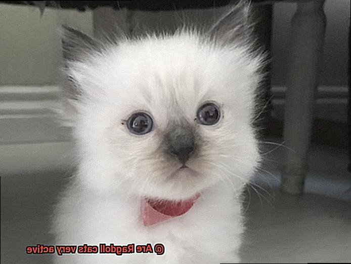 Are Ragdoll cats very active-6