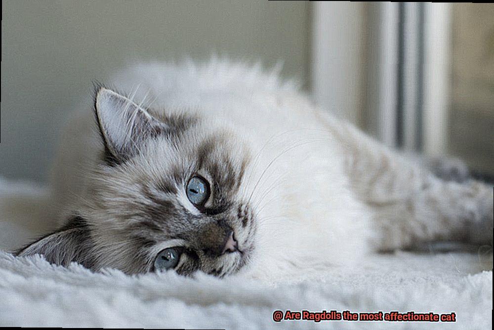 Are Ragdolls the most affectionate cat-6