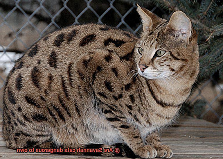 Are Savannah cats dangerous to own-3