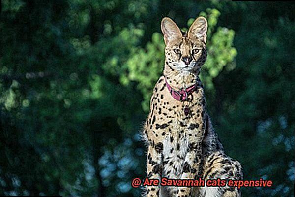 Are Savannah cats expensive-7