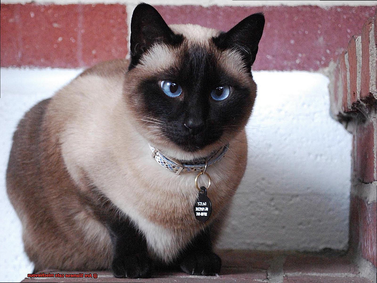 Are Siamese cats mischievous-3