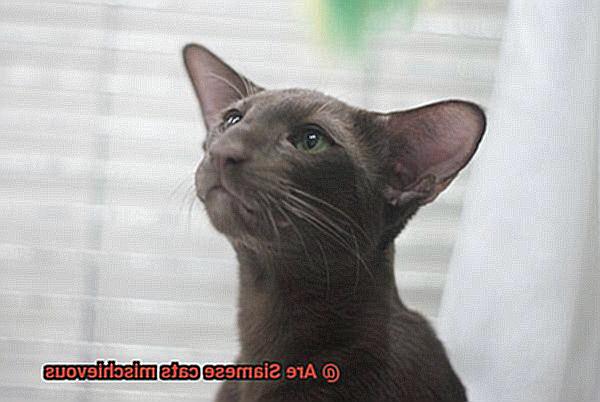 Are Siamese cats mischievous-7