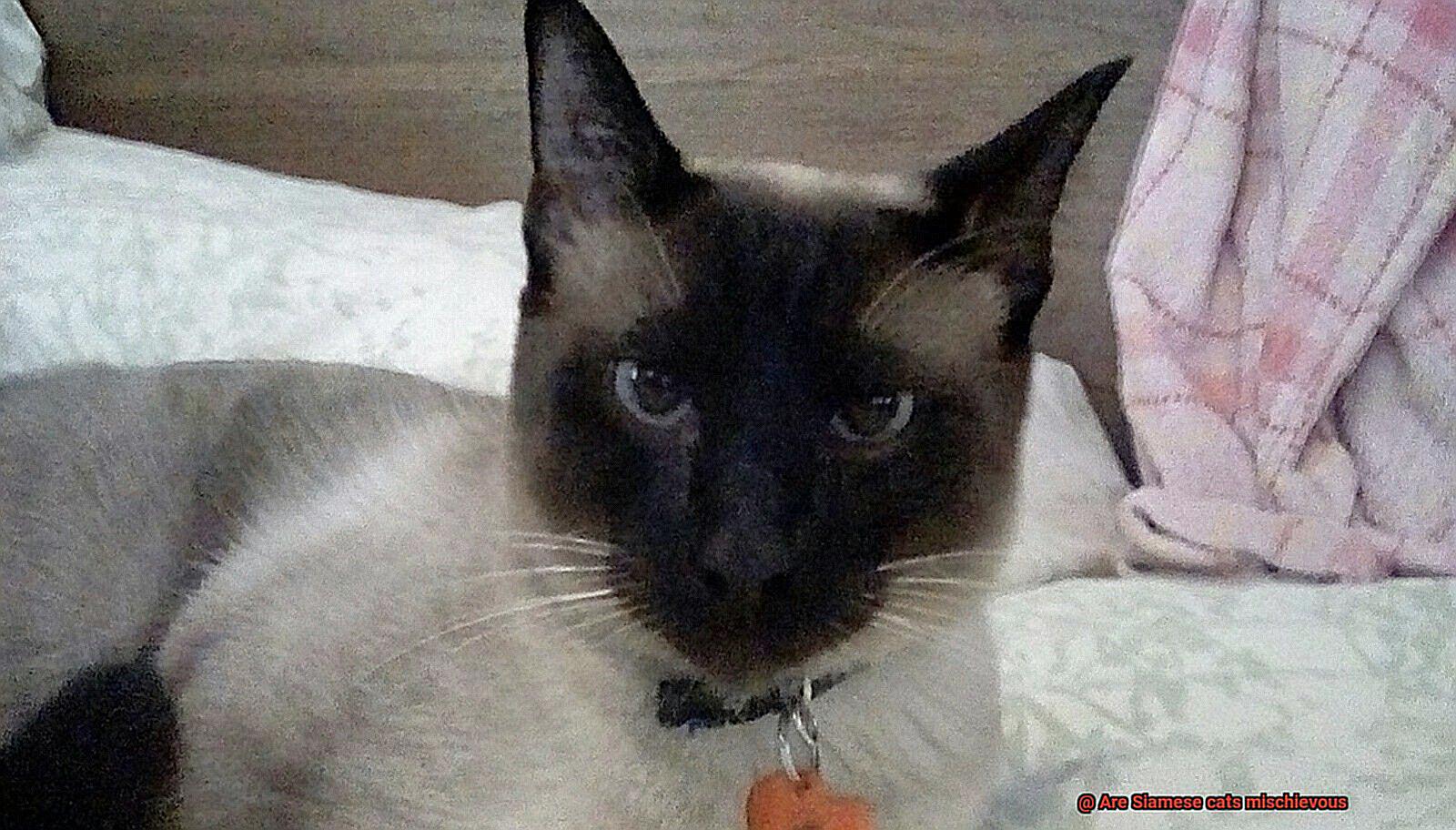 Are Siamese cats mischievous-5