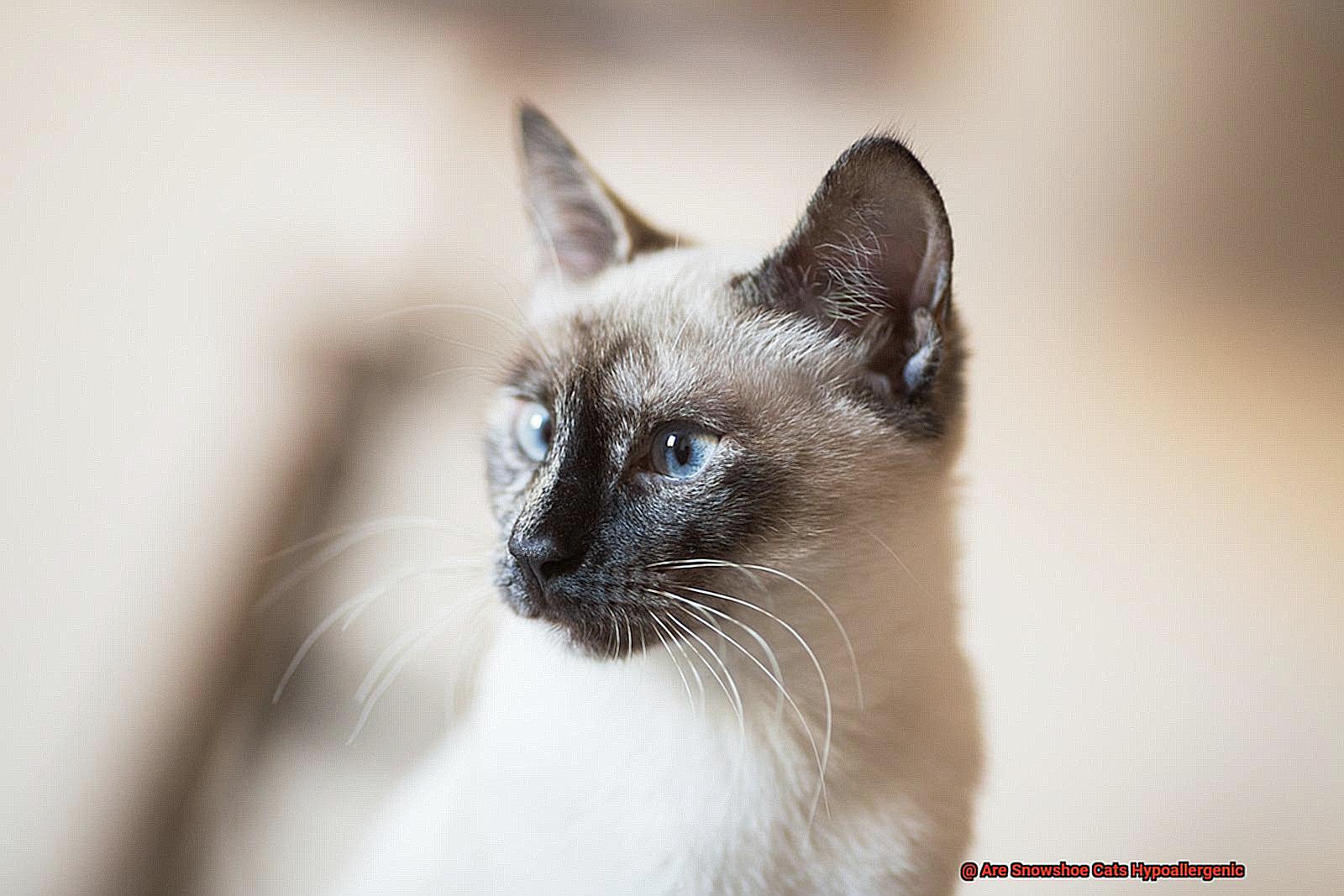 Are Snowshoe Cats Hypoallergenic-3
